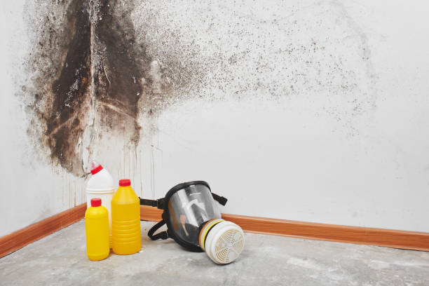 Professional Mold Removal in East Valley, NV